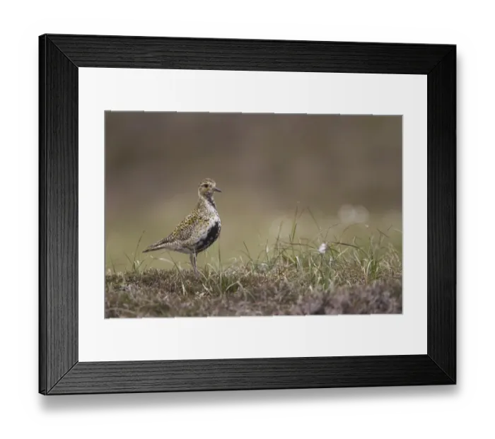 Framed Print : Eurasian Golden Plover (Pluvialis apricaria) adult, summer plumage, standing on moorland, Shetland Islands, Scotland, june Framed Print : Eurasian Golden Plover (Pluvialis apricaria) adult, summer plumage, standing on moorland, Shetland Islands, Scotland, june