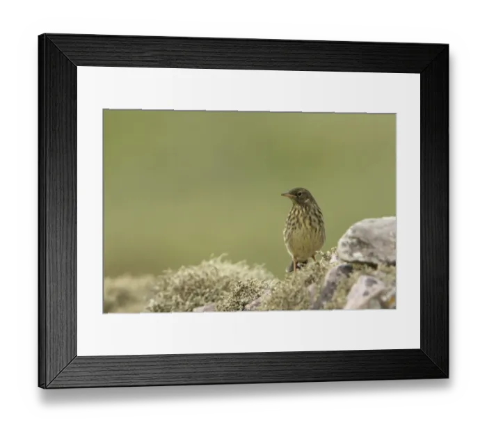 Framed Print : Rock Pipit (Anthus petrosus) juvenile, perched on lichen covered rocks, Durness, Sutherland, Highlands, Scotland, july Framed Print : Rock Pipit (Anthus petrosus) juvenile, perched on lichen covered rocks, Durness, Sutherland, Highlands, Scotland, july