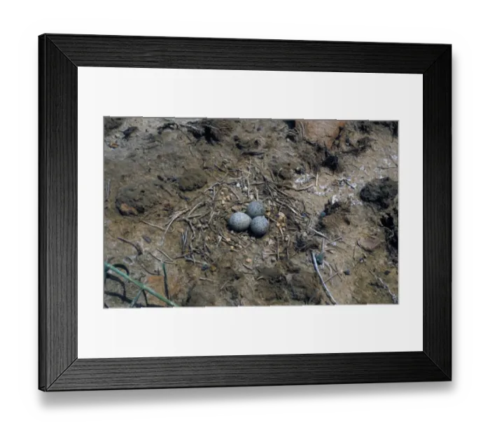 Framed Print : Kentish Plover (Charadrius alexandrinus) three eggs in nest Framed Print : Kentish Plover (Charadrius alexandrinus) three eggs in nest