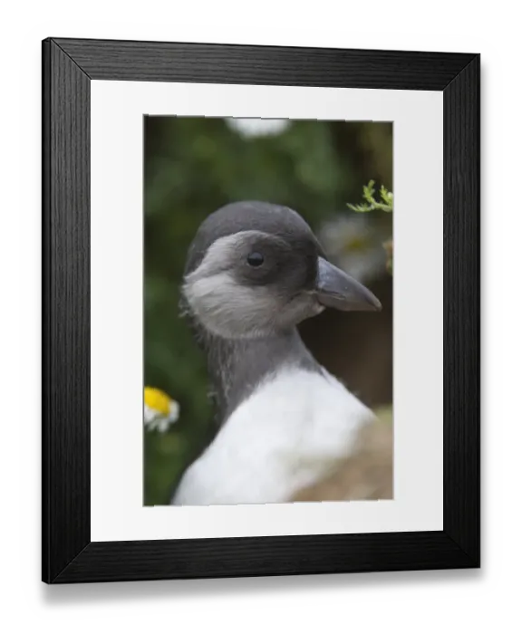 Framed Print : Atlantic Puffin (Fratercula arctica) juvenile, close-up of head, at nest burrow, Skomer Island, Pembrokeshire, Wales, july Framed Print : Atlantic Puffin (Fratercula arctica) juvenile, close-up of head, at nest burrow, Skomer Island, Pembrokeshire, Wales, july