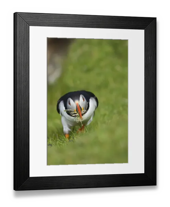 Framed Print : Atlantic Puffin (Fratercula arctica) adult, collecting grass for nest lining material, Hermaness N. N. R. Unst, Shetland Islands, Scotland, june Framed Print : Atlantic Puffin (Fratercula arctica) adult, collecting grass for nest lining material, Hermaness N. N. R. Unst, Shetland Islands, Scotland, june