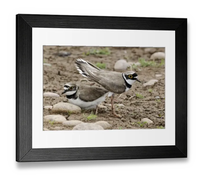 Framed Print : Little Ringed Plover (Charadrius dubius) adult pair, summer plumage, displaying, Midlands, England, june Framed Print : Little Ringed Plover (Charadrius dubius) adult pair, summer plumage, displaying, Midlands, England, june