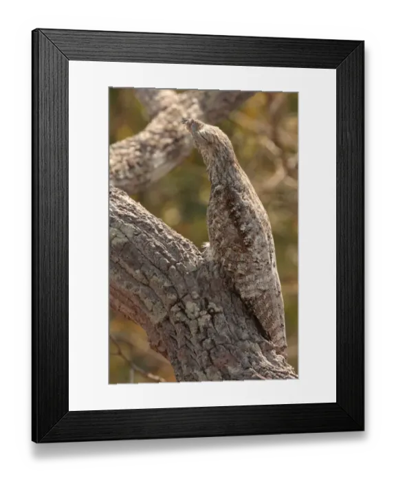 Framed Print : Great Potoo (Nyctibius grandis grandis) adult, roosting during daytime, camouflaged on branch, Pantanal Wildlife Centre, Mato Grosso, Brazil, september Framed Print : Great Potoo (Nyctibius grandis grandis) adult, roosting during daytime, camouflaged on branch, Pantanal Wildlife Centre, Mato Grosso, Brazil, september
