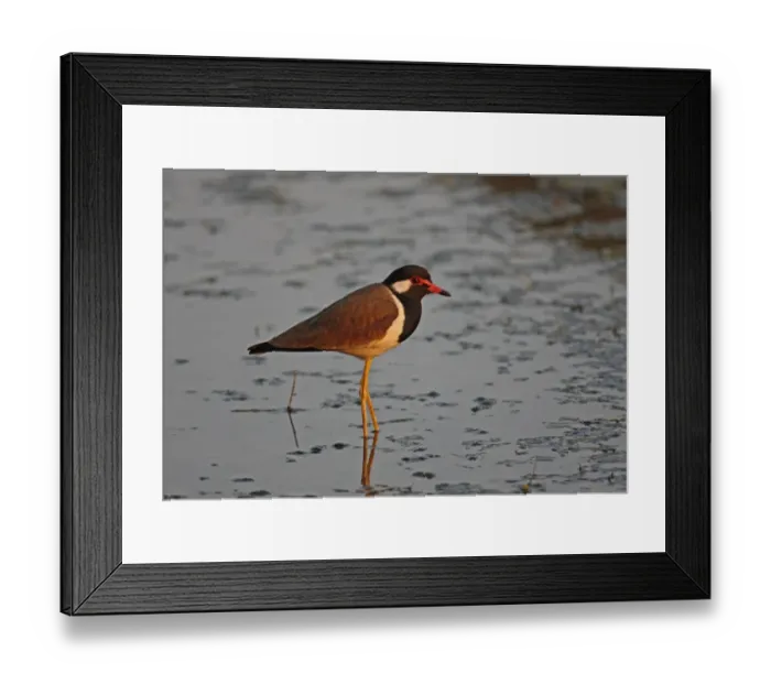 Framed Print : Red-wattled Lapwing (Vanellus indicus atronuchalis) adult, standing in shallow water, Thailand, february Framed Print : Red-wattled Lapwing (Vanellus indicus atronuchalis) adult, standing in shallow water, Thailand, february