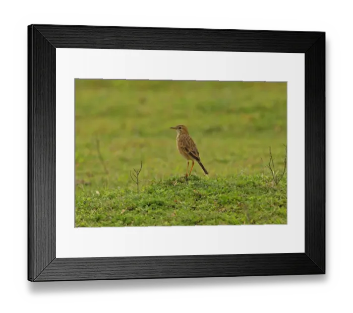 Framed Print : Paddyfield Pipit (Anthus rufulus) adult, standing in grassland, Sri Lanka, december Framed Print : Paddyfield Pipit (Anthus rufulus) adult, standing in grassland, Sri Lanka, december