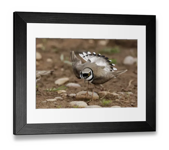 Framed Print : Little Ringed Plover (Charadrius dubius) adult male, summer plumage, displaying, Midlands, England, june Framed Print : Little Ringed Plover (Charadrius dubius) adult male, summer plumage, displaying, Midlands, England, june