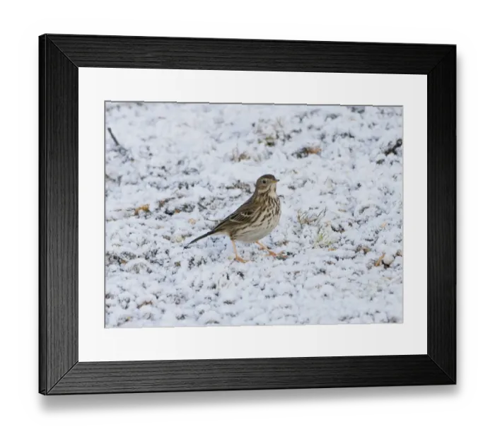 Framed Print : Meadow Pipit (Anthus pratensis) adult, standing on frost covered ground, Ashdown Forest, East Sussex, England, winter Framed Print : Meadow Pipit (Anthus pratensis) adult, standing on frost covered ground, Ashdown Forest, East Sussex, England, winter