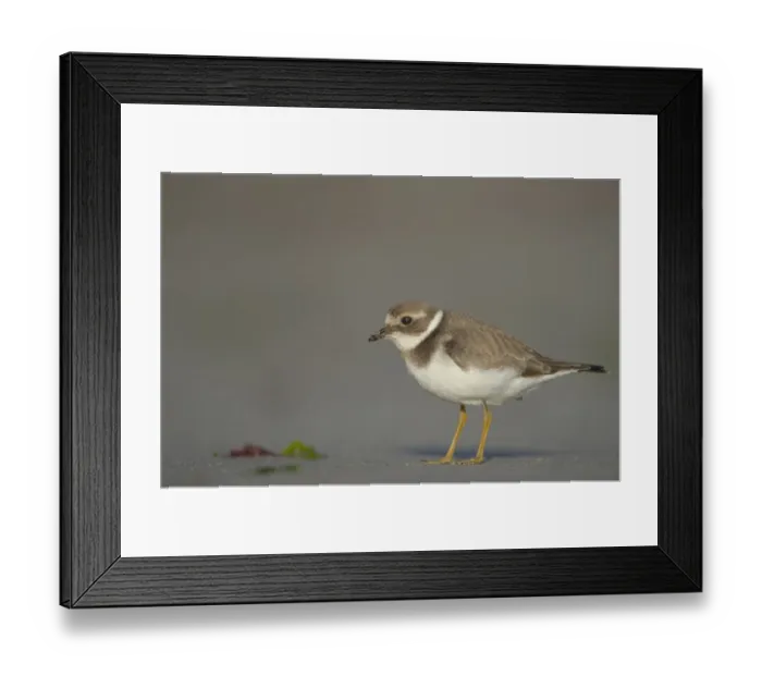 Framed Print : Ringed Plover (Charadrius hiaticula) adult, winter plumage, standing on beach in evening, Shetland Islands, Scotland, september Framed Print : Ringed Plover (Charadrius hiaticula) adult, winter plumage, standing on beach in evening, Shetland Islands, Scotland, september