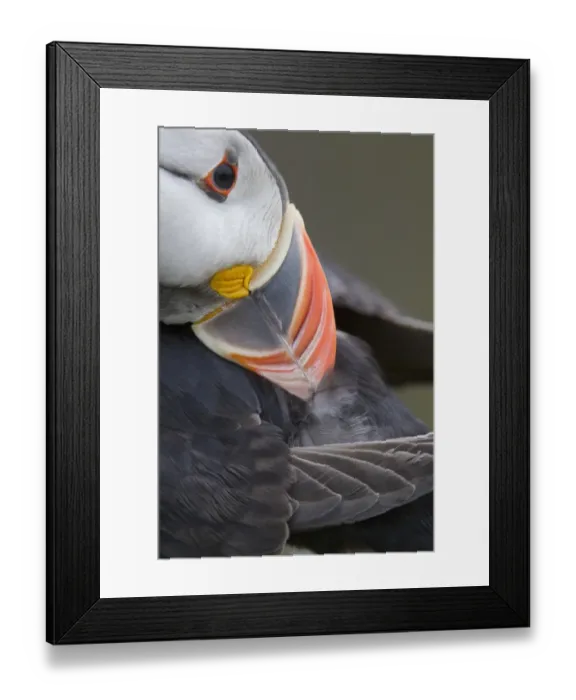 Framed Print : Atlantic Puffin (Fratercula arctica) adult, preening feathers, close-up of head, Skomer Island, Pembrokeshire, Wales, july Framed Print : Atlantic Puffin (Fratercula arctica) adult, preening feathers, close-up of head, Skomer Island, Pembrokeshire, Wales, july