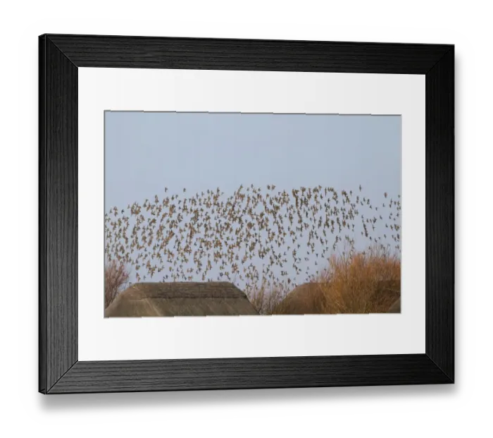 Framed Print : Eurasian Golden Plover (Pluvialis apricaria) flock, in flight over thatched roofs of hides, Cley Marshes Reserve, Cley-next-the-sea, Norfolk, England, january Framed Print : Eurasian Golden Plover (Pluvialis apricaria) flock, in flight over thatched roofs of hides, Cley Marshes Reserve, Cley-next-the-sea, Norfolk, England, january
