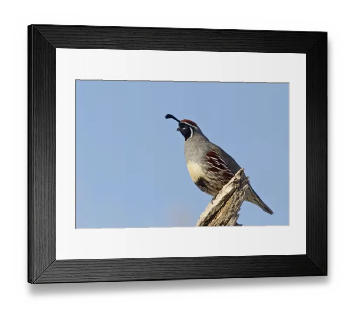 Framed Print : Gambel's Quail (Callipepla gambelii) adult male, perched on log, Bosque del Apache National Wildlife Refuge, New Mexico, U. S. A. december Framed Print : Gambel's Quail (Callipepla gambelii) adult male, perched on log, Bosque del Apache National Wildlife Refuge, New Mexico, U. S. A. december