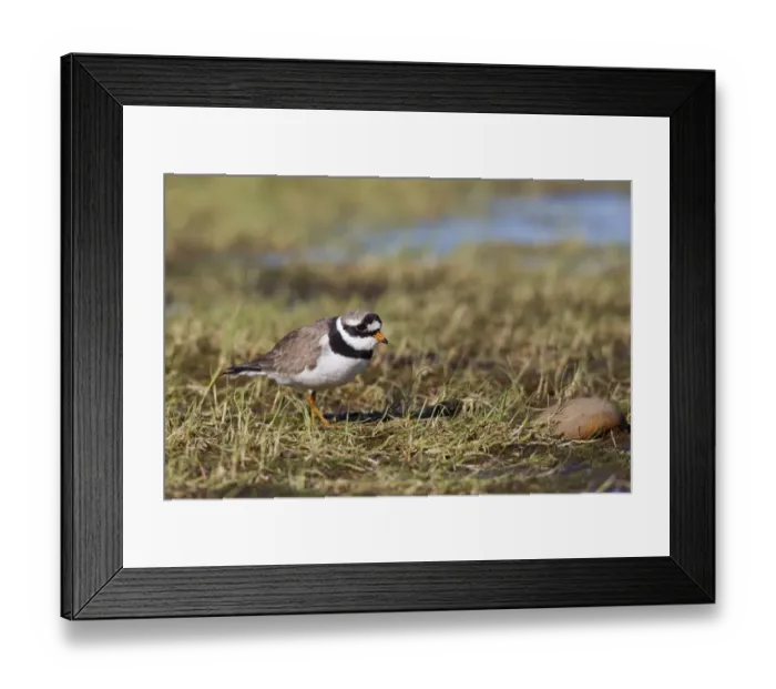 Framed Print : Ringed Plover (Charadrius hiaticula) adult, summer plumage, standing, Spitzbergen, Svalbard, july Framed Print : Ringed Plover (Charadrius hiaticula) adult, summer plumage, standing, Spitzbergen, Svalbard, july