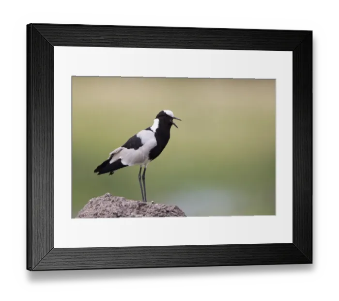 Framed Print : Blacksmith Plover (Vanellus armatus) adult, calling, standing on top of termite mound, Okavango Delta, Botswana Framed Print : Blacksmith Plover (Vanellus armatus) adult, calling, standing on top of termite mound, Okavango Delta, Botswana
