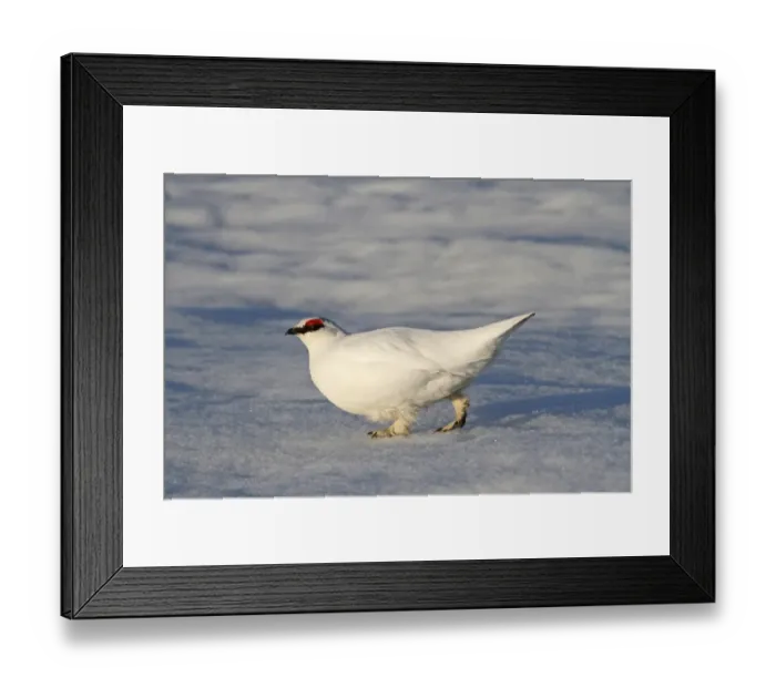 Framed Print : Rock Ptarmigan (Lagopus mutus) adult male, white winter plumage, walking on snow, Barrow, Alaska, U. S. A. june Framed Print : Rock Ptarmigan (Lagopus mutus) adult male, white winter plumage, walking on snow, Barrow, Alaska, U. S. A. june