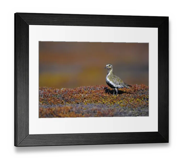 Framed Print : Eurasian Golden Plover (Pluvialis apricaria) adult, breeding plumage, standing on moorland, Varanger, Norway, may Framed Print : Eurasian Golden Plover (Pluvialis apricaria) adult, breeding plumage, standing on moorland, Varanger, Norway, may