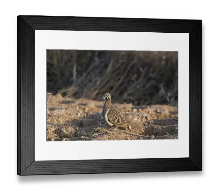 Framed Print : Squatter Pigeon (Geophaps scripta) adult, standing on dry ground, Queensland, Australia