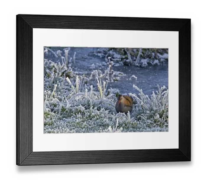 Framed Print : Water Rail (Rallus aquaticus) adult, foraging amongst frosted vegetation at edge of lake, Worcestershire, England, december Framed Print : Water Rail (Rallus aquaticus) adult, foraging amongst frosted vegetation at edge of lake, Worcestershire, England, december