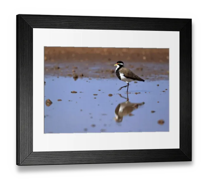 Framed Print : Banded Lapwing (Vanellus tricolor) adult, walking in shallow water, Sturt N. P. New South Wales, Australia Framed Print : Banded Lapwing (Vanellus tricolor) adult, walking in shallow water, Sturt N. P. New South Wales, Australia