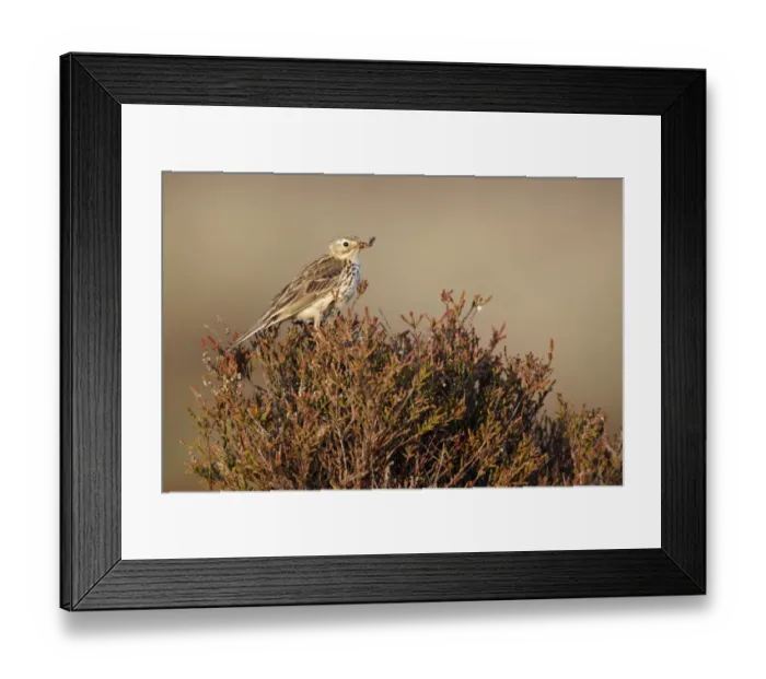 Framed Print : Meadow Pipit (Anthus pratensis) adult, with food in beak, perched on heather, Shropshire, England, june Framed Print : Meadow Pipit (Anthus pratensis) adult, with food in beak, perched on heather, Shropshire, England, june