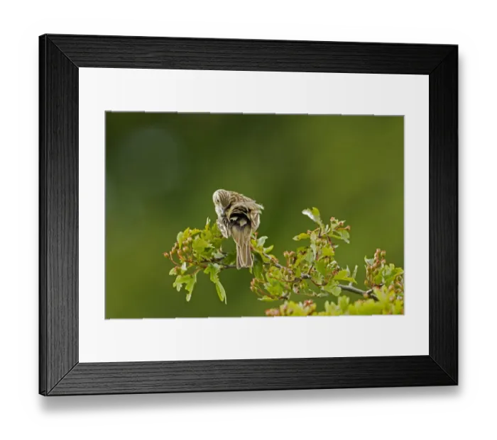 Framed Print : Tree Pipit (Anthus trivialis) adult, preening, perched on hawthorn, Cotswolds, Gloucestershire, England, june Framed Print : Tree Pipit (Anthus trivialis) adult, preening, perched on hawthorn, Cotswolds, Gloucestershire, England, june