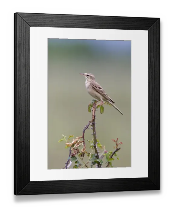 Framed Print : Tawny Pipit (Anthus campestris) adult, perched on wild rose bush, Bulgaria, may Framed Print : Tawny Pipit (Anthus campestris) adult, perched on wild rose bush, Bulgaria, may