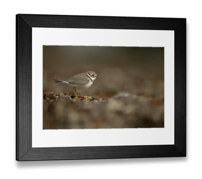 Framed Print : Ringed Plover (Charadrius hiaticula) adult, winter plumage, standing amongst seaweed on beach, Shetland Islands, Scotland, september Framed Print : Ringed Plover (Charadrius hiaticula) adult, winter plumage, standing amongst seaweed on beach, Shetland Islands, Scotland, september