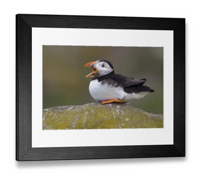 Framed Print : Atlantic Puffin (Fratercula arctica) adult, with beak open, sitting on rock, Inner Farne, Farne Islands, Northumberland, England, june Framed Print : Atlantic Puffin (Fratercula arctica) adult, with beak open, sitting on rock, Inner Farne, Farne Islands, Northumberland, England, june