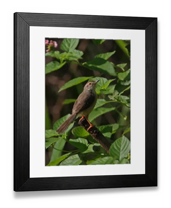 Framed Print : Plain Prinia (Prinia inornata insularis) endemic race, adult, perched on branch, Sri Lanka, december