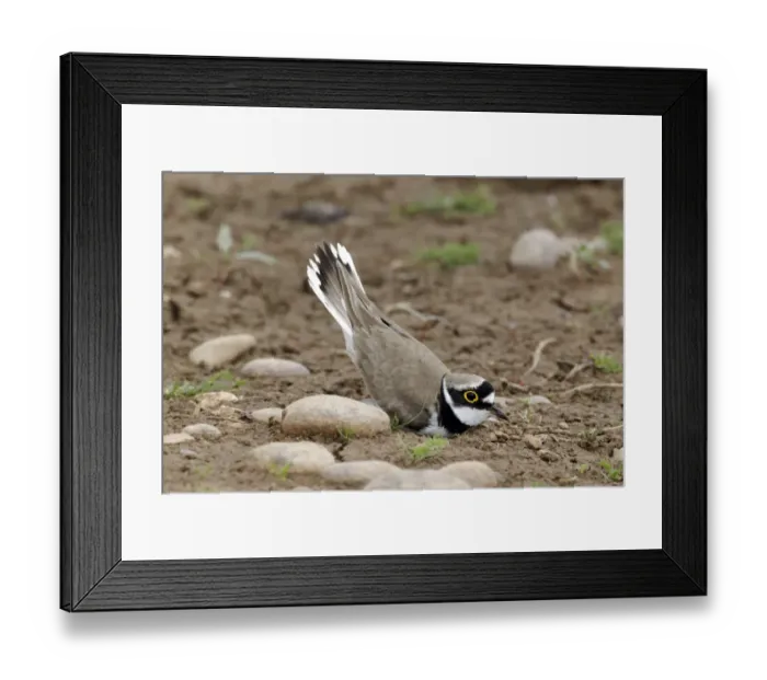 Framed Print : Little Ringed Plover (Charadrius dubius) adult male, summer plumage, displaying, Midlands, England, june Framed Print : Little Ringed Plover (Charadrius dubius) adult male, summer plumage, displaying, Midlands, England, june