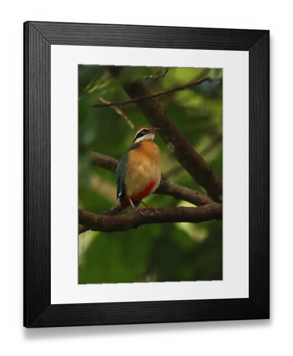 Framed Print : Indian Pitta (Pitta brachyura) adult, perched on branch, Sri Lanka, december Framed Print : Indian Pitta (Pitta brachyura) adult, perched on branch, Sri Lanka, december