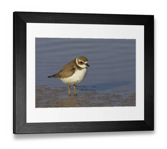 Framed Print : Semipalmated Plover (Charadrius semipalmatus) adult, winter plumage, standing on shore, Marco Island, Florida, U. S. A Framed Print : Semipalmated Plover (Charadrius semipalmatus) adult, winter plumage, standing on shore, Marco Island, Florida, U. S. A