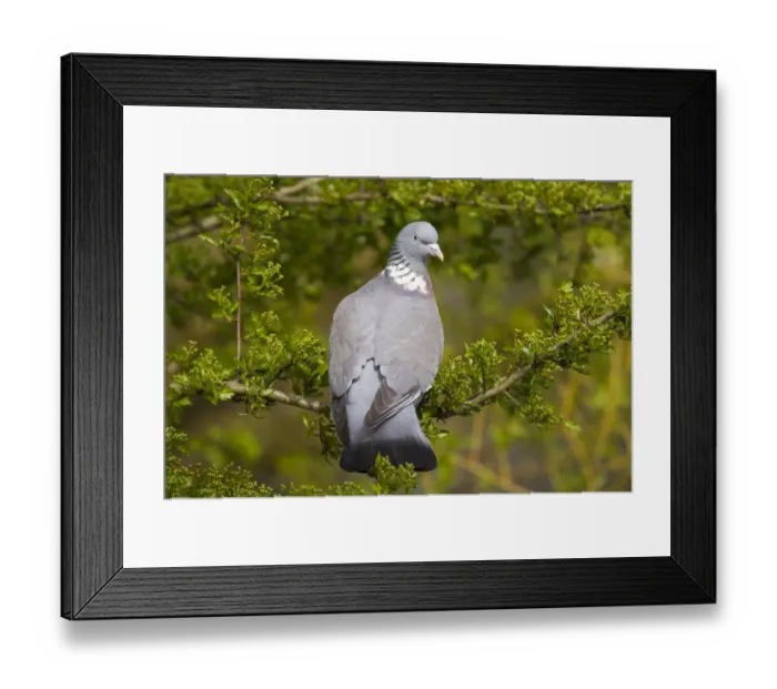 Framed Print : Wood Pigeon (Columba palumbus) adult, perched on branch, Regent's Park, London, England, april Framed Print : Wood Pigeon (Columba palumbus) adult, perched on branch, Regent's Park, London, England, april