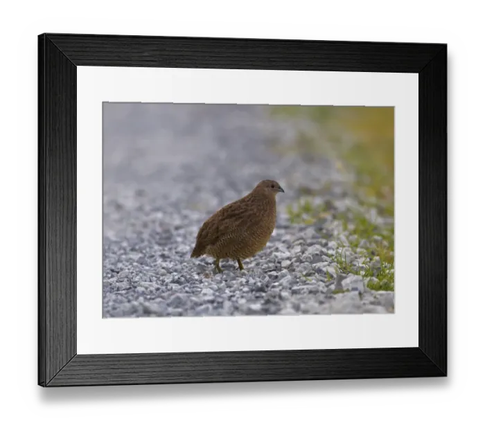 Framed Print : Brown Quail (Coturnix ypsilophora) introduced species, adult, walking on gravel, New Zealand, november Framed Print : Brown Quail (Coturnix ypsilophora) introduced species, adult, walking on gravel, New Zealand, november
