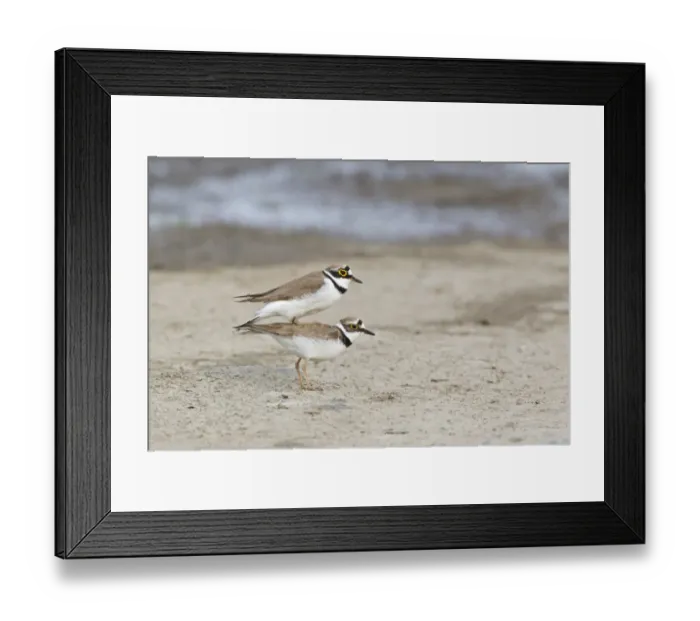 Framed Print : Little Ringed Plover (Charadrius dubius) adult pair, mating, Bulgaria, may Framed Print : Little Ringed Plover (Charadrius dubius) adult pair, mating, Bulgaria, may