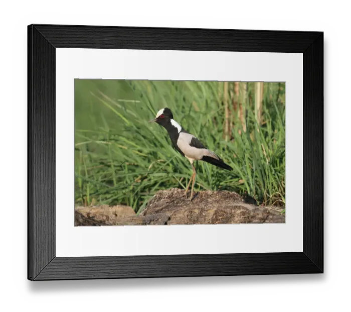 Framed Print : Blacksmith Plover (Vanellus armatus) adult, standing on mud of riverbank, Okavango Delta, Botswana Framed Print : Blacksmith Plover (Vanellus armatus) adult, standing on mud of riverbank, Okavango Delta, Botswana