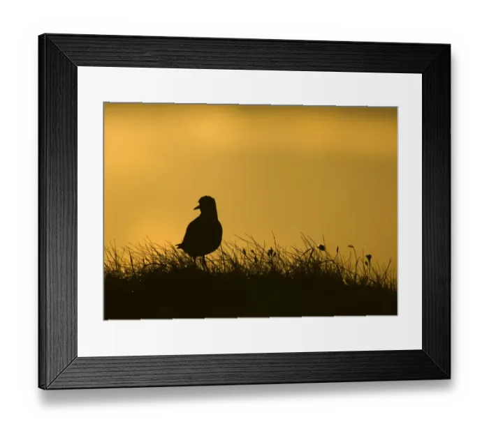 Framed Print : Eurasian Golden Plover (Pluvialis apricaria) adult, silhouetted at sunset, Shetland Islands, Scotland, spring Framed Print : Eurasian Golden Plover (Pluvialis apricaria) adult, silhouetted at sunset, Shetland Islands, Scotland, spring