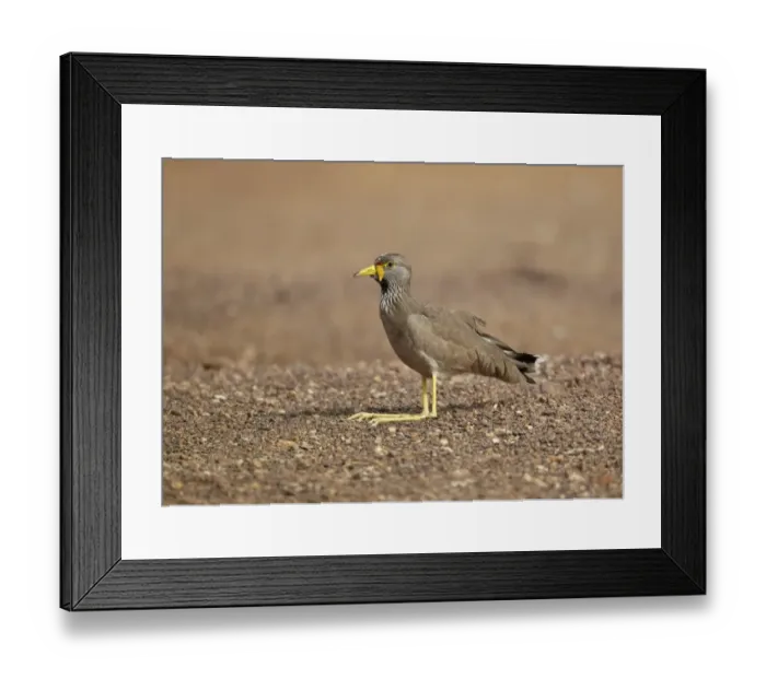Framed Print : African Wattled Lapwing (Vanellus senegallus) adult, sitting on sand, Niokolo-Koba, Senegal, february Framed Print : African Wattled Lapwing (Vanellus senegallus) adult, sitting on sand, Niokolo-Koba, Senegal, february
