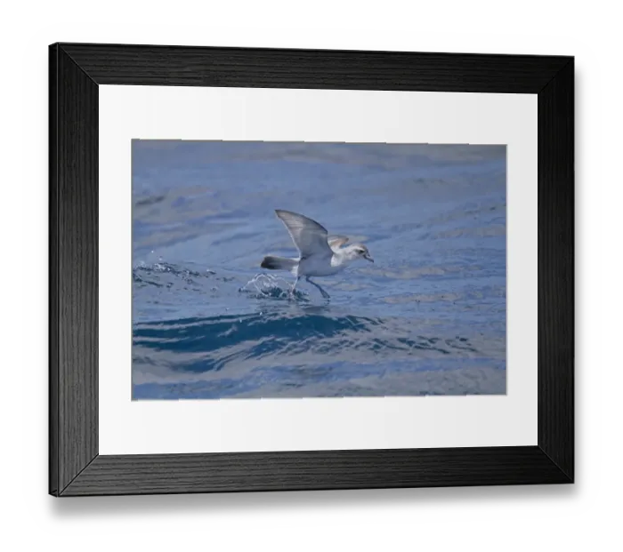 Framed Print : Fairy Prion (Pachyptila turtur) adult, in flight over sea, feeding at surface of water, New Zealand, november Framed Print : Fairy Prion (Pachyptila turtur) adult, in flight over sea, feeding at surface of water, New Zealand, november