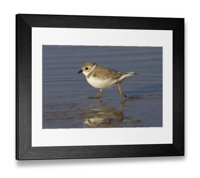 Framed Print : Piping Plover (Charadrius melodus) adult, winter plumage, running across mudflats, Marco Island, Florida, U. S. A Framed Print : Piping Plover (Charadrius melodus) adult, winter plumage, running across mudflats, Marco Island, Florida, U. S. A