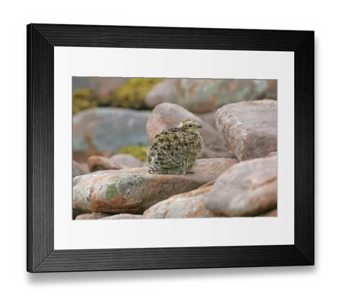 Framed Print : Rock Ptarmigan (Lagopus mutus) chick, sitting on rock, Scotland, june Framed Print : Rock Ptarmigan (Lagopus mutus) chick, sitting on rock, Scotland, june