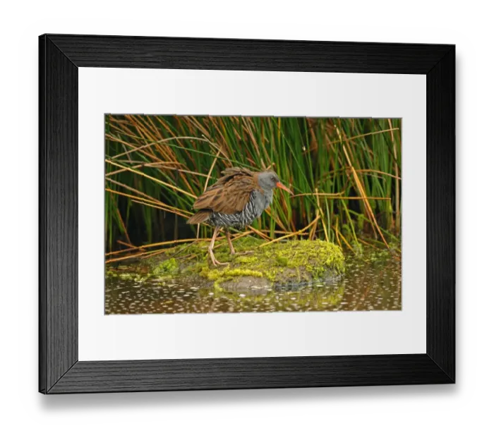 Framed Print : Water Rail (Rallus aquaticus) adult, walking at edge of water, England, january Framed Print : Water Rail (Rallus aquaticus) adult, walking at edge of water, England, january