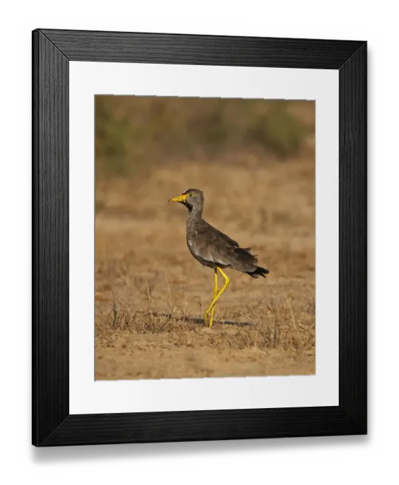 Framed Print : African Wattled Lapwing (Vanellus senegallus) adult, walking on sandy ground, near St. Louis, Senegal, october Framed Print : African Wattled Lapwing (Vanellus senegallus) adult, walking on sandy ground, near St. Louis, Senegal, october