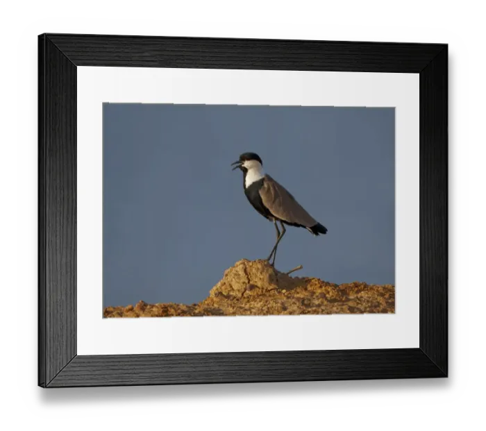 Framed Print : Spur-winged Lapwing (Vanellus spinosus) adult, calling, standing on dry mud, Popenguine, Senegal, october