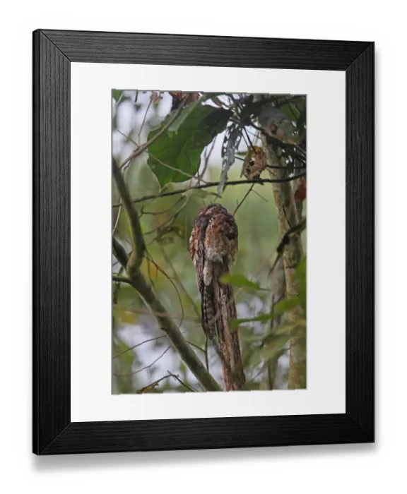 Framed Print : Common Potoo (Nyctibius griseus) adult, perched on branch at daytime roost in treetop, Costa Rica, february Framed Print : Common Potoo (Nyctibius griseus) adult, perched on branch at daytime roost in treetop, Costa Rica, february