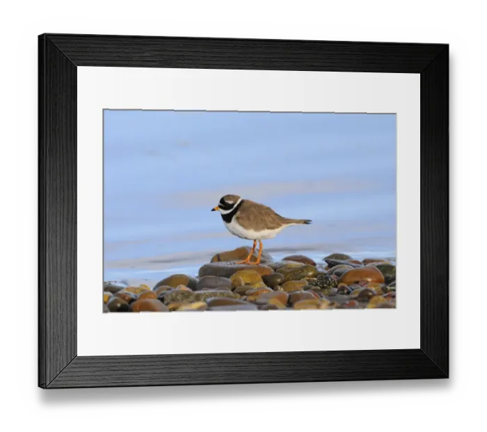 Framed Print : Ringed Plover (Charadrius hiaticula) adult, breeding plumage, standing on beach pebbles, Varanger, Norway, may Framed Print : Ringed Plover (Charadrius hiaticula) adult, breeding plumage, standing on beach pebbles, Varanger, Norway, may