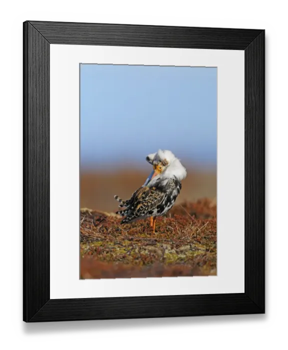 Framed Print : Ruff (Philomachus pugnax) adult male, breeding plumage, standing at lek, Varanger, Norway, may Framed Print : Ruff (Philomachus pugnax) adult male, breeding plumage, standing at lek, Varanger, Norway, may