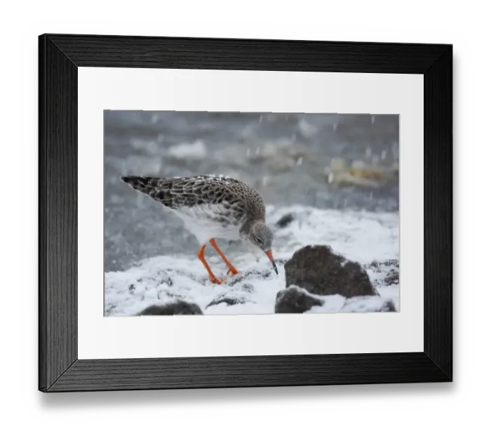 Framed Print : Ruff (Philomachus pugnax) adult male, winter plumage, foraging in snow at edge of ice during snowfall, Martin Mere, Lancashire, England, december Framed Print : Ruff (Philomachus pugnax) adult male, winter plumage, foraging in snow at edge of ice during snowfall, Martin Mere, Lancashire, England, december