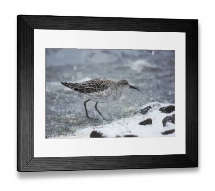 Framed Print : Ruff (Philomachus pugnax) immature, standing on ice during snowfall, Martin Mere, Lancashire, England, december Framed Print : Ruff (Philomachus pugnax) immature, standing on ice during snowfall, Martin Mere, Lancashire, England, december