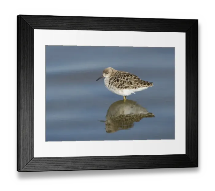 Framed Print : Ruff (Philomachus pugnax) adult female, standing in pool with reflection, Lesvos, Greece, may