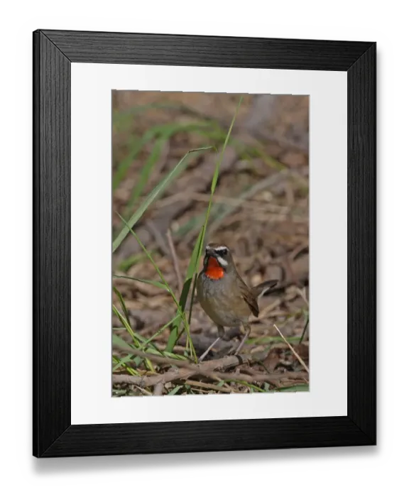 Framed Print : Siberian Rubythroat (Luscinia calliope) adult male, standing on ground, Beidaihe, Hebei, China, may Framed Print : Siberian Rubythroat (Luscinia calliope) adult male, standing on ground, Beidaihe, Hebei, China, may